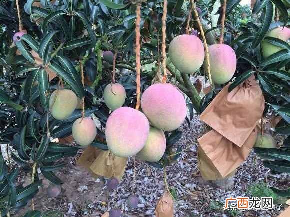 芒果怎么催熟?又到吃芒果季,快速催熟