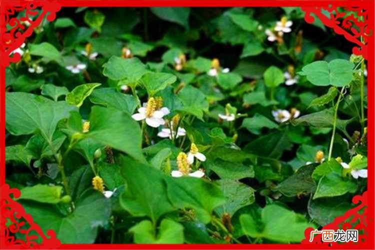 种植业什么最赚钱？当前农村种植什么好？