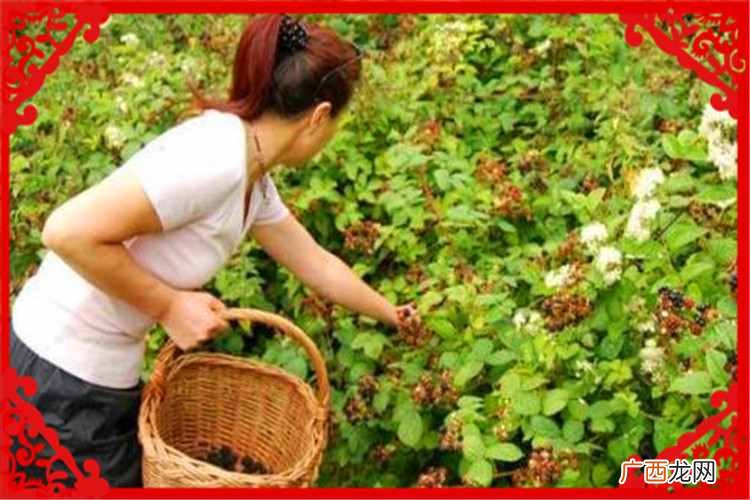 种植业什么最赚钱？当前农村种植什么好？