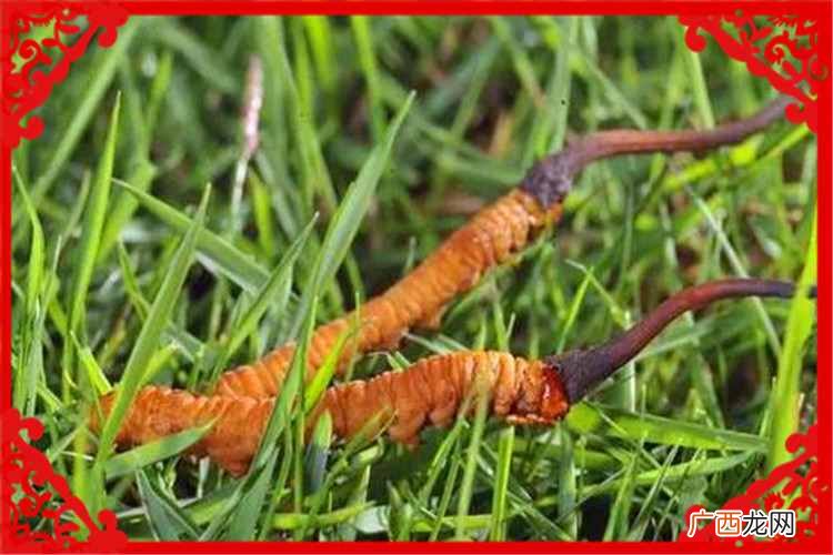 种植业什么最赚钱？当前农村种植什么好？