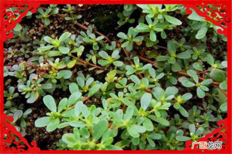 种植业什么最赚钱？当前农村种植什么好？