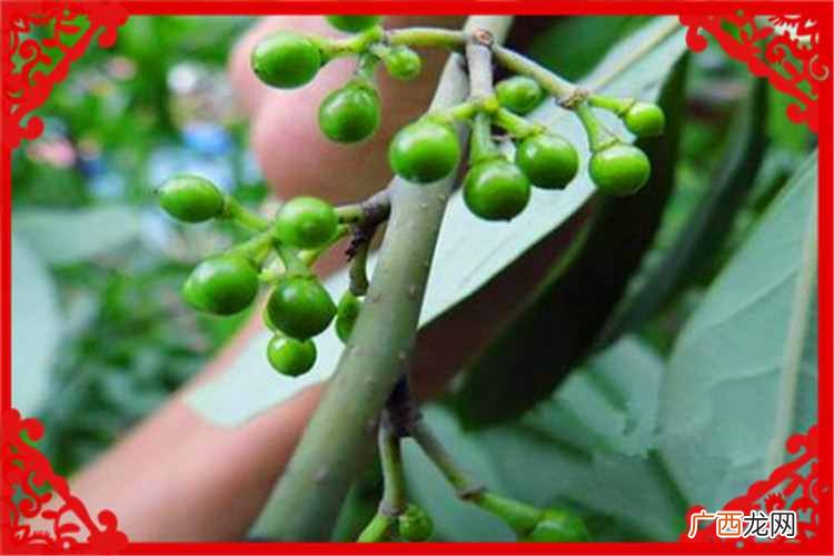 种植业什么最赚钱？当前农村种植什么好？
