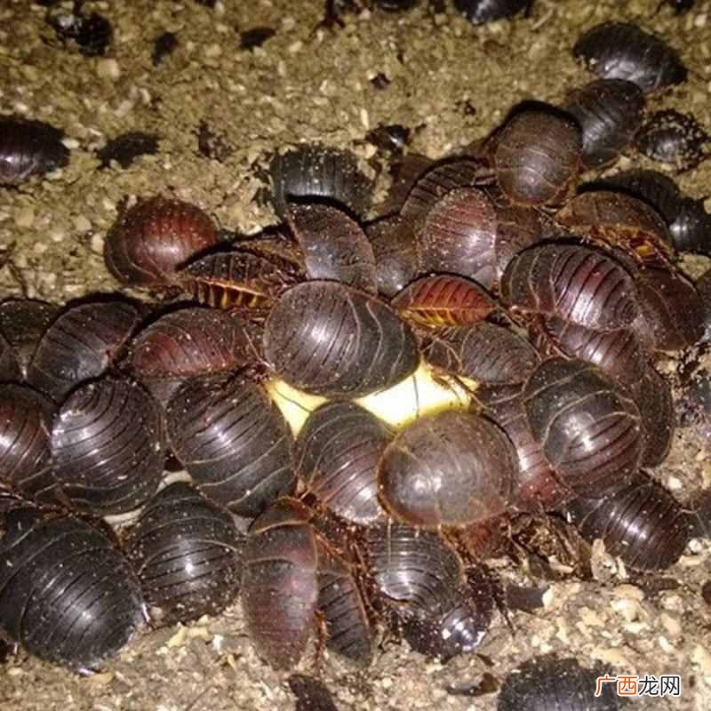 养土元赚钱是真的吗？揭秘土元养殖到底是不是骗局