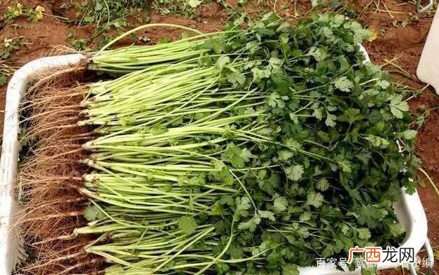 农场种蔬菜赚钱？农村种菜好项目，这几种菜赚钱简单易种植
