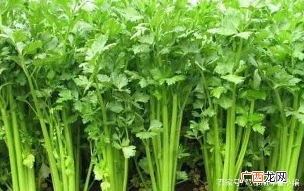 农场种蔬菜赚钱？农村种菜好项目，这几种菜赚钱简单易种植