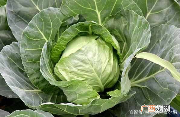 农场种蔬菜赚钱？农村种菜好项目，这几种菜赚钱简单易种植
