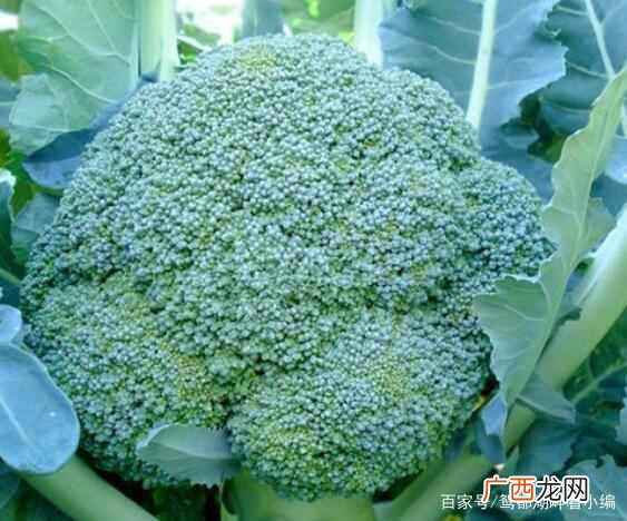 农场种蔬菜赚钱？农村种菜好项目，这几种菜赚钱简单易种植