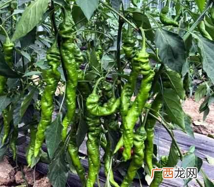 农场种蔬菜赚钱？农村种菜好项目，这几种菜赚钱简单易种植
