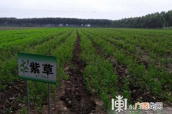 黑土地种什么最赚钱？黑土地上中药材焕发商机