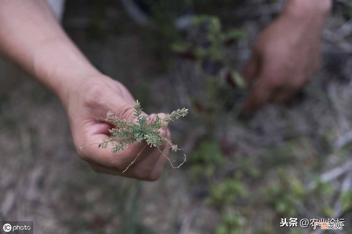 种植白芨赚钱吗？2019年投资种植10亩白芨大约能赚多少钱？