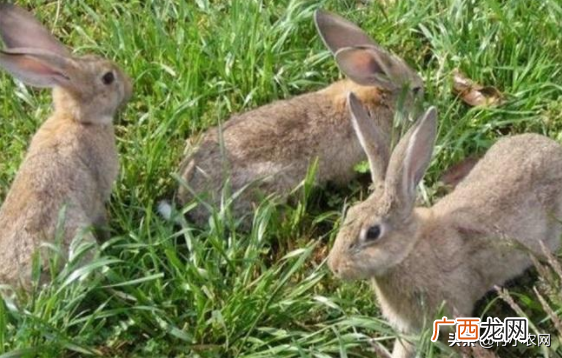 农村养什么兔子赚钱？农村养这几种兔子很赚钱