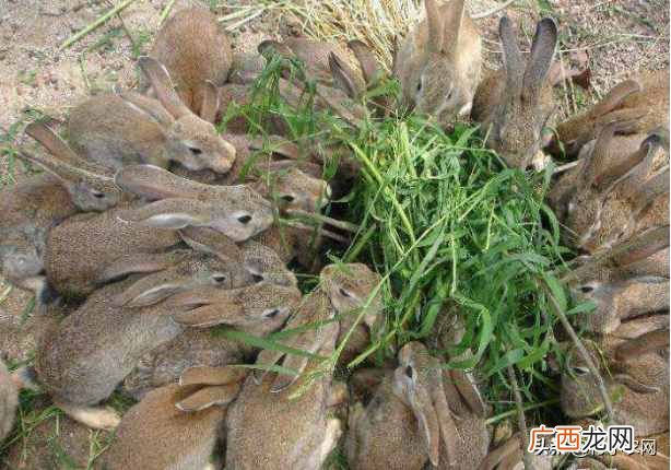 农村养什么兔子赚钱？农村养这几种兔子很赚钱