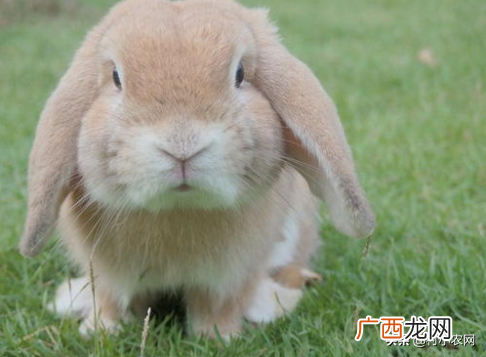 农村养什么兔子赚钱？农村养这几种兔子很赚钱