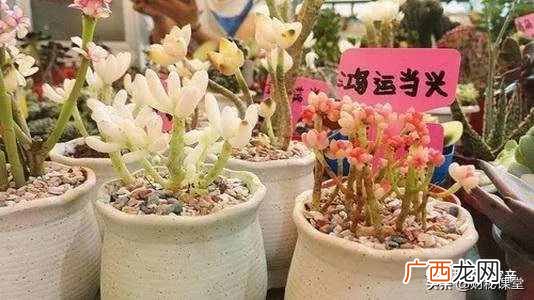经营盆栽店种花赚钱？亲身经历分享一个盆栽赚钱生意