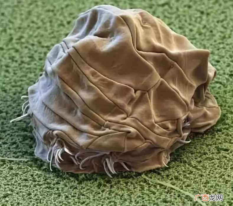 水熊虫寿命是多少年？水熊虫的逆天能力