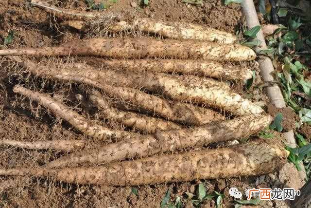现在农村种植什么农作物赚钱？种植这些农作物，一亩地能挣1万块钱！
