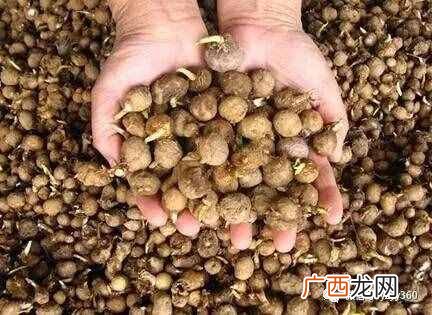 现在农村种植什么农作物赚钱？种植这些农作物，一亩地能挣1万块钱！