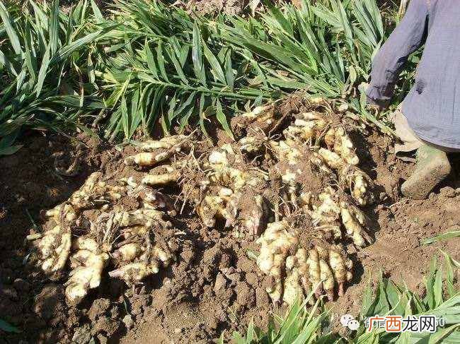 现在农村种植什么农作物赚钱？种植这些农作物，一亩地能挣1万块钱！