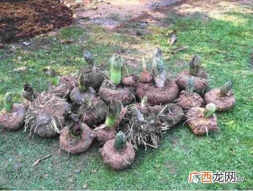 现在农村种植什么农作物赚钱？种植这些农作物，一亩地能挣1万块钱！