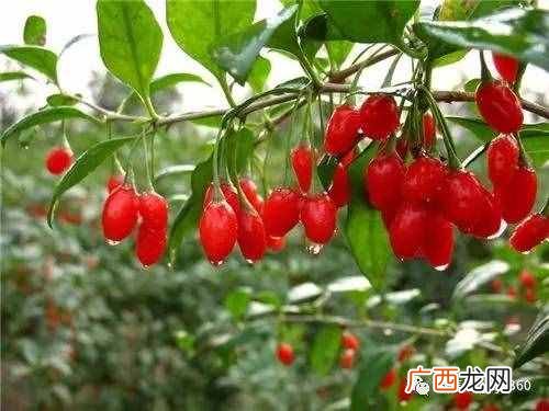 现在农村种植什么农作物赚钱？种植这些农作物，一亩地能挣1万块钱！