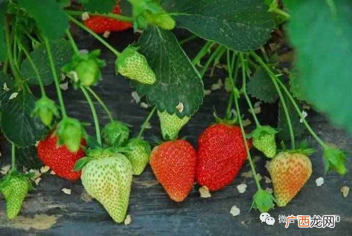 现在农村种植什么农作物赚钱？种植这些农作物，一亩地能挣1万块钱！