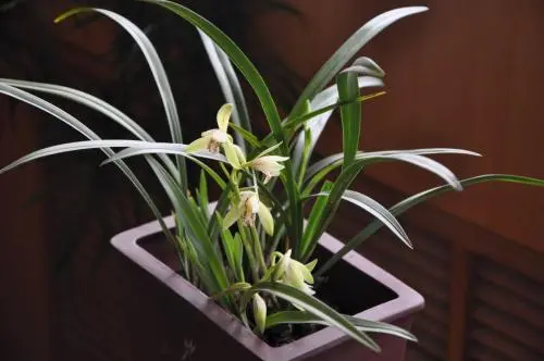 花园种花赚钱？如何靠养花赚钱？