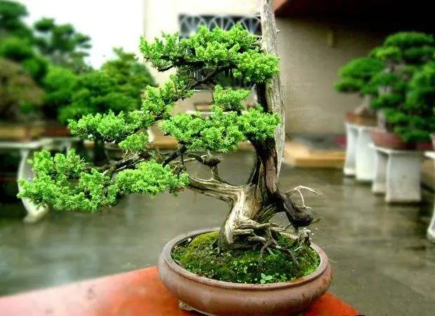 花园种花赚钱？如何靠养花赚钱？