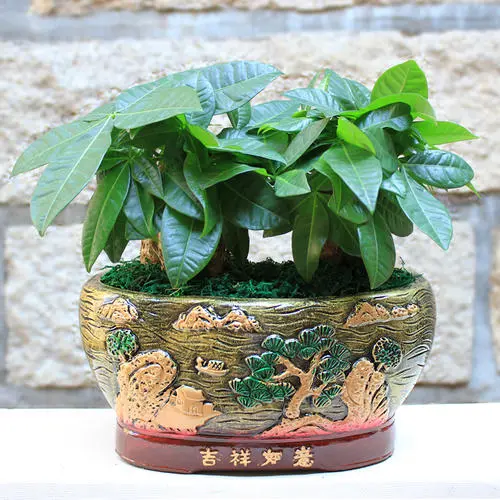 花园种花赚钱？如何靠养花赚钱？