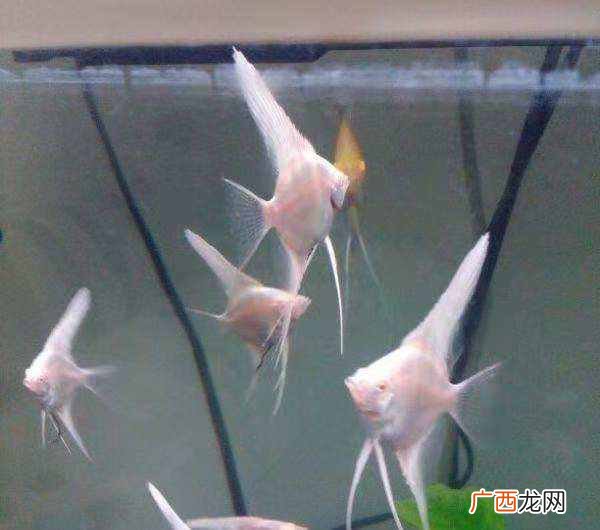 养热带鱼赚钱？在马路边搞点副业，卖点热带鱼能赚钱吗？