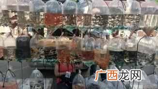 养热带鱼赚钱？在马路边搞点副业，卖点热带鱼能赚钱吗？