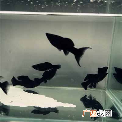 养热带鱼赚钱？在马路边搞点副业，卖点热带鱼能赚钱吗？
