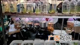 养热带鱼赚钱？在马路边搞点副业，卖点热带鱼能赚钱吗？
