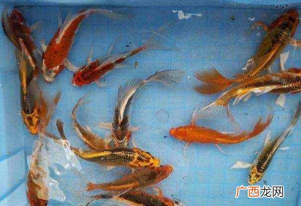 养热带鱼赚钱？在马路边搞点副业，卖点热带鱼能赚钱吗？