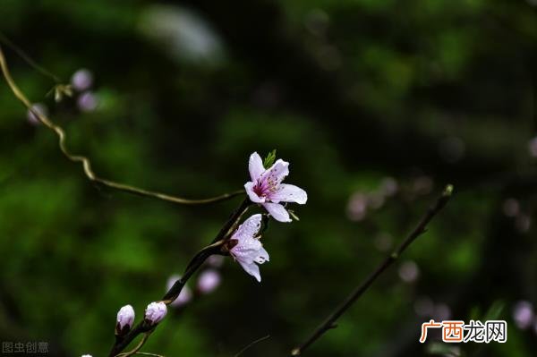 白羊座女生的爱情弱点，白羊座的软肋其实很明显