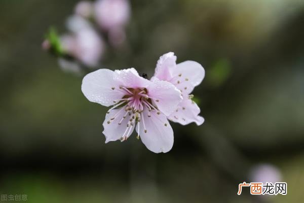 白羊座女生的爱情弱点，白羊座的软肋其实很明显