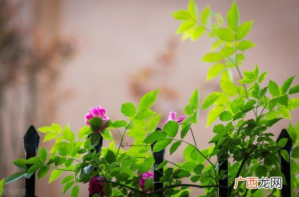 白羊座女生的爱情弱点，白羊座的软肋其实很明显