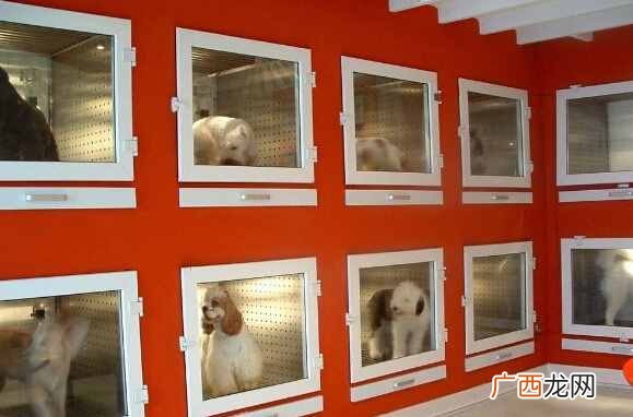 宠物用品店赚钱吗？宠物店一年利润怎么样