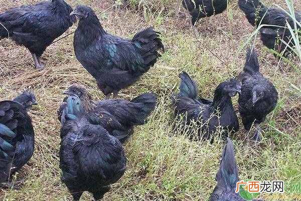 养殖业什么鸡最赚钱？2019农村养什么鸡赚钱好卖？