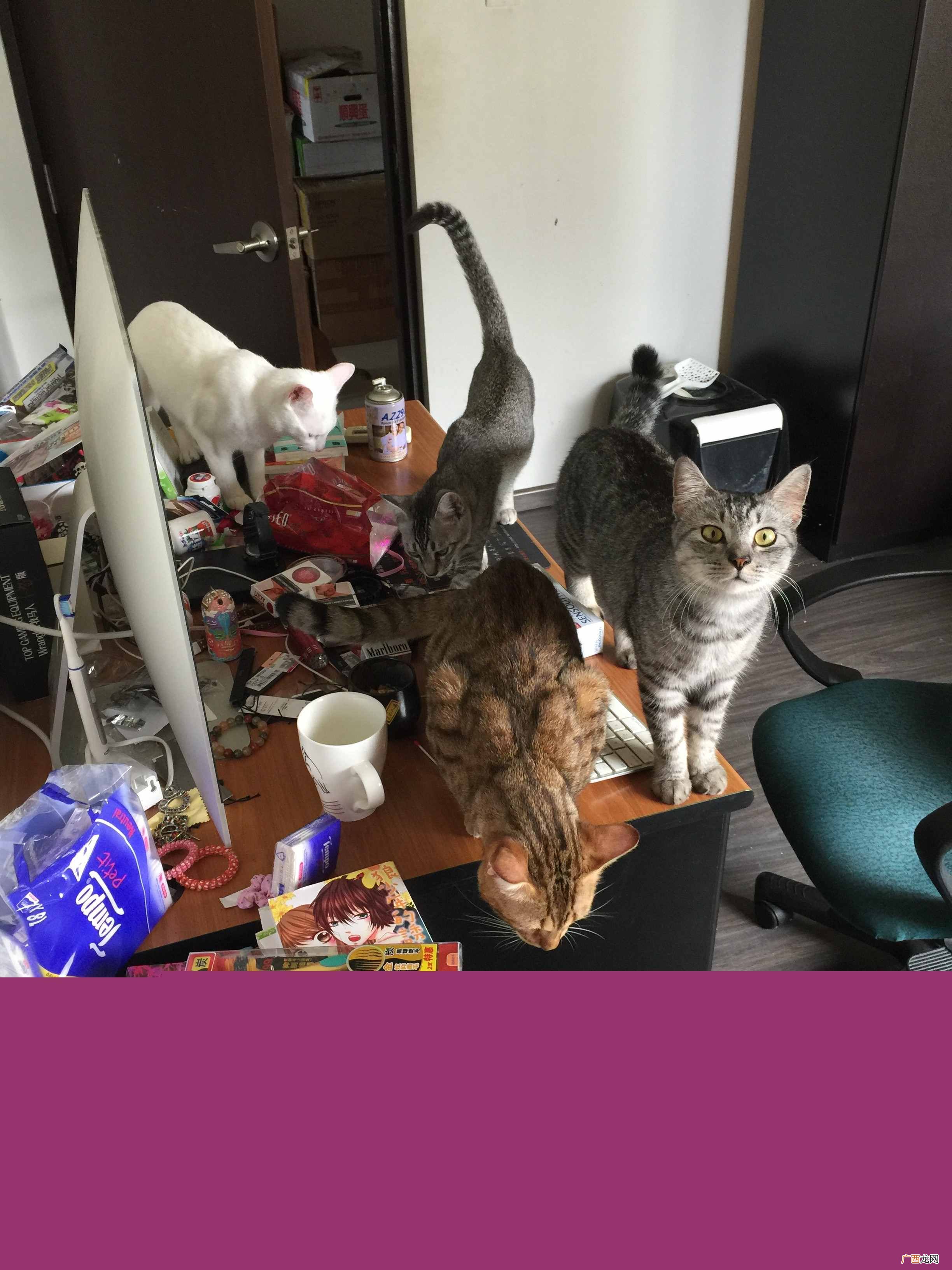 赚钱养小猫?妹子每个月花4000元养20只猫