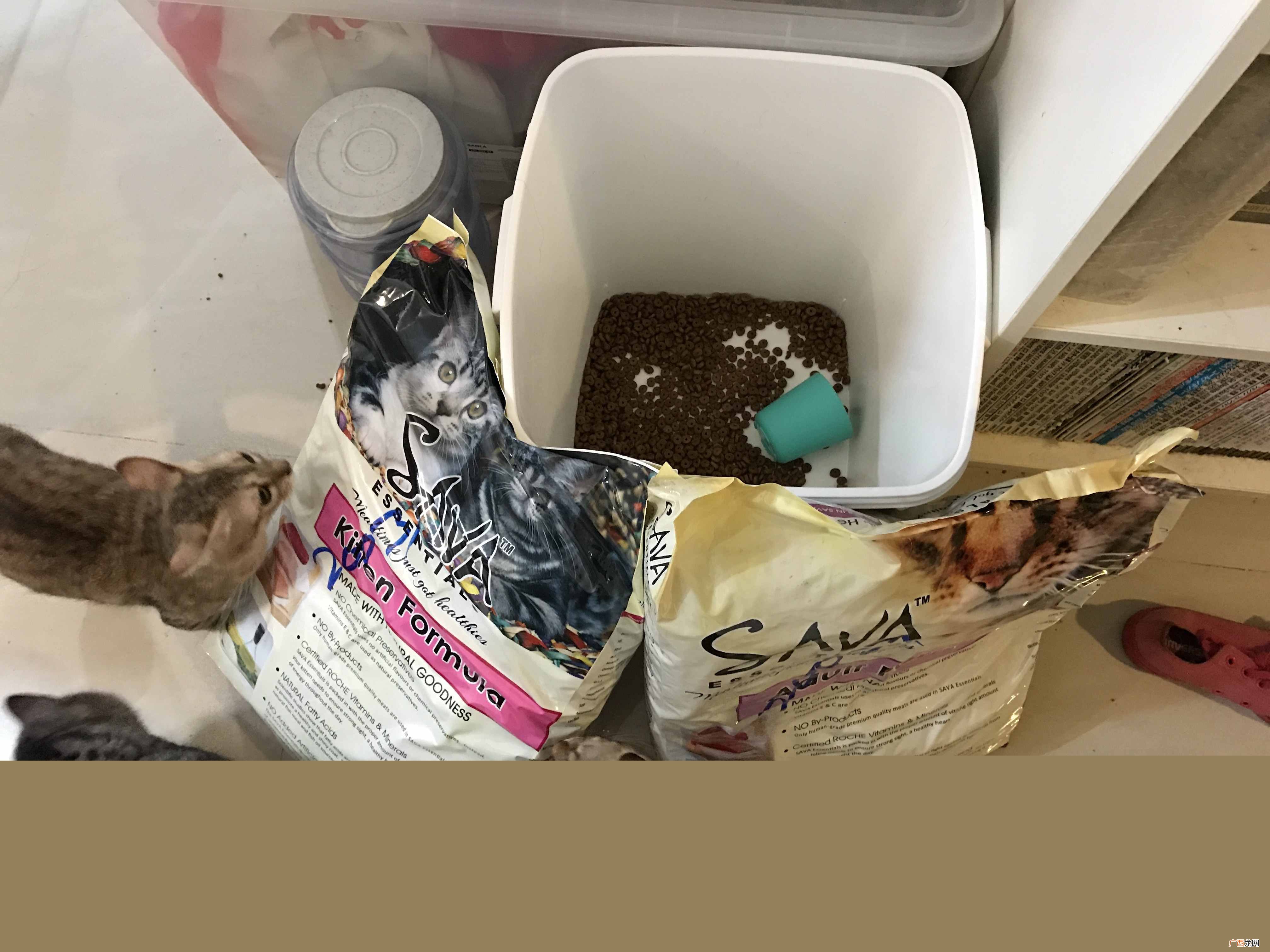 赚钱养小猫?妹子每个月花4000元养20只猫