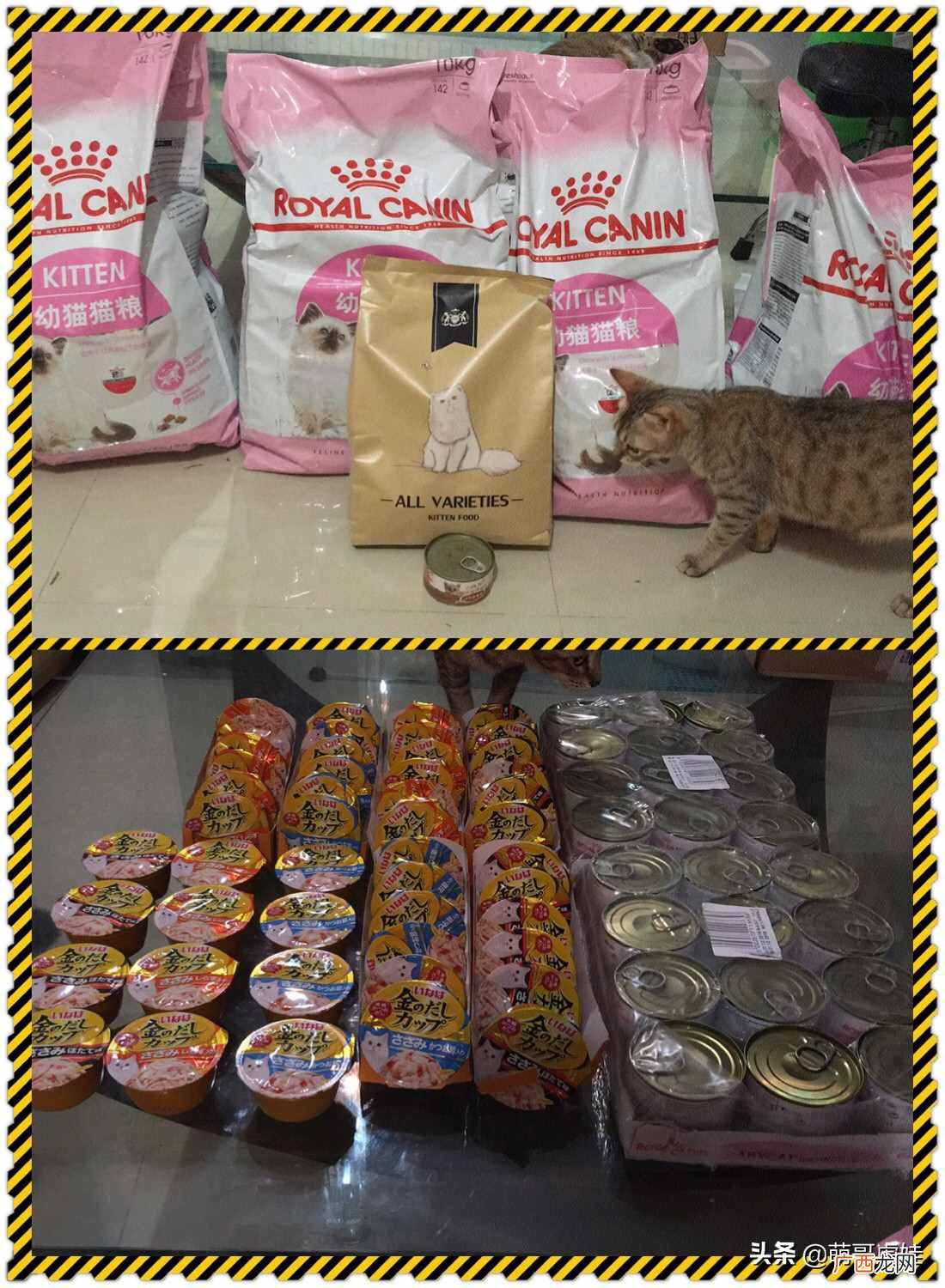 赚钱养小猫?妹子每个月花4000元养20只猫