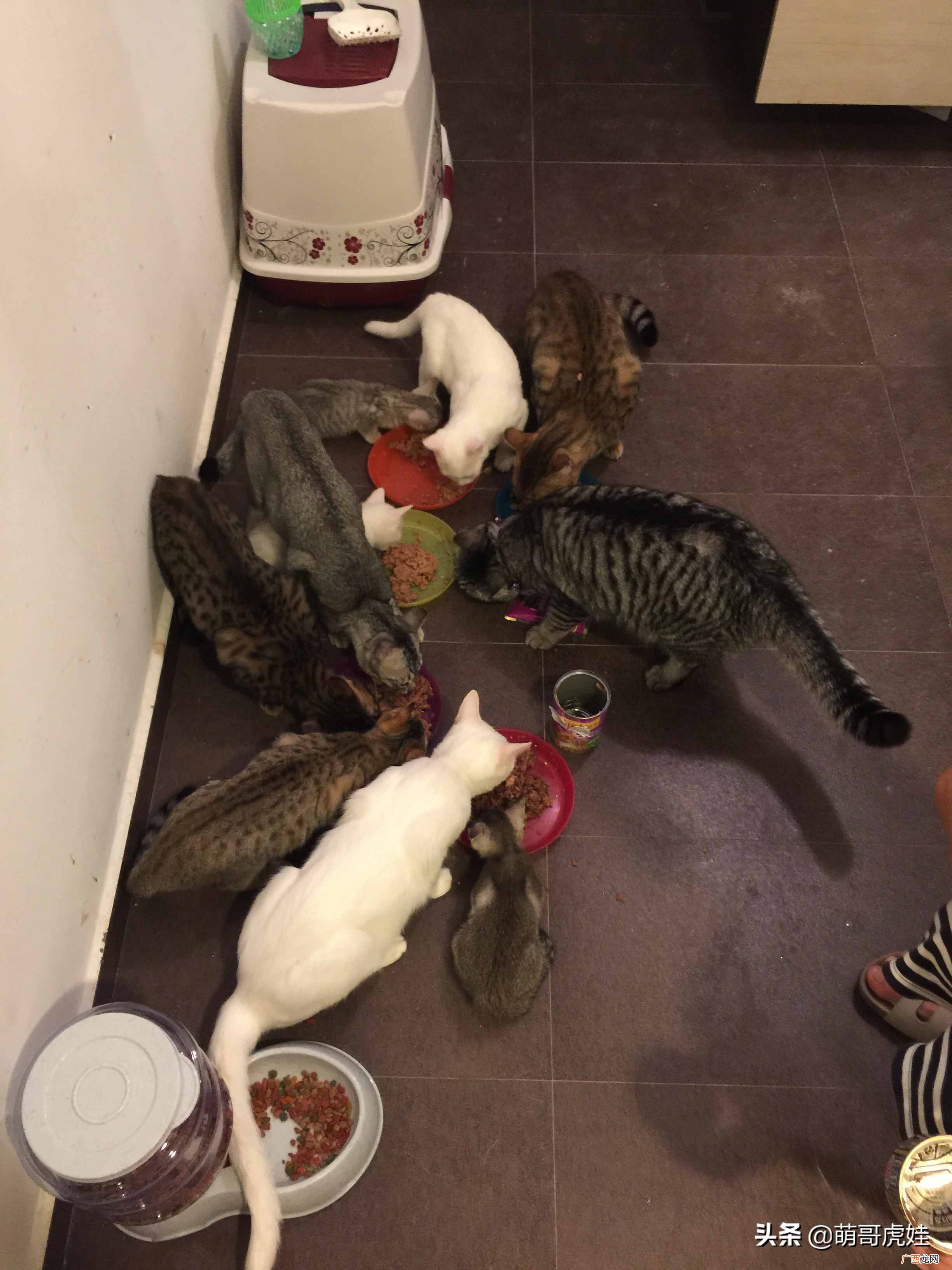 赚钱养小猫?妹子每个月花4000元养20只猫