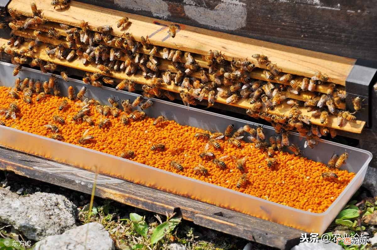 饲养蜜蜂赚钱?2019年养殖蜜蜂赚钱吗?