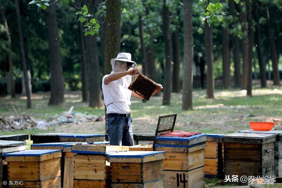 饲养蜜蜂赚钱?2019年养殖蜜蜂赚钱吗?