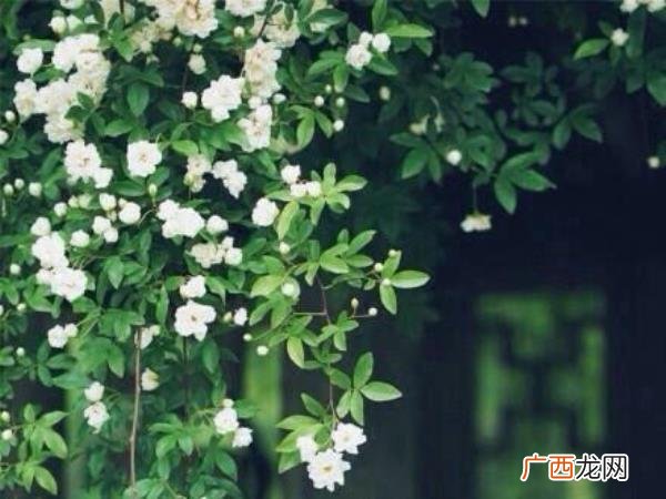 白羊座喜欢一个人的表现，白羊座喜欢一个人