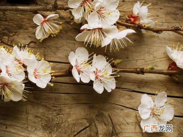 白羊座喜欢一个人的表现，白羊座喜欢一个人