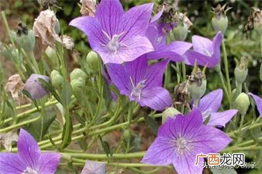 种植赚钱?2020年种植什么最赚钱?