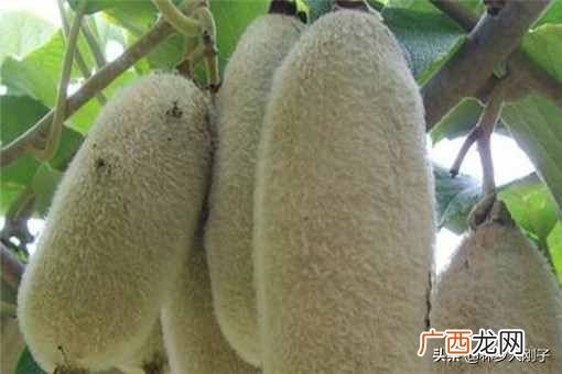 种植赚钱?2020年种植什么最赚钱?