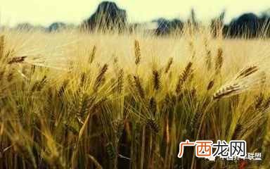 什么赚钱农村？未来几年农村这5个行业很吃香