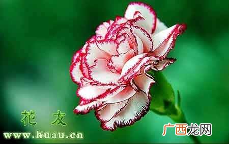 康乃馨的花语？康乃馨的花语和传说